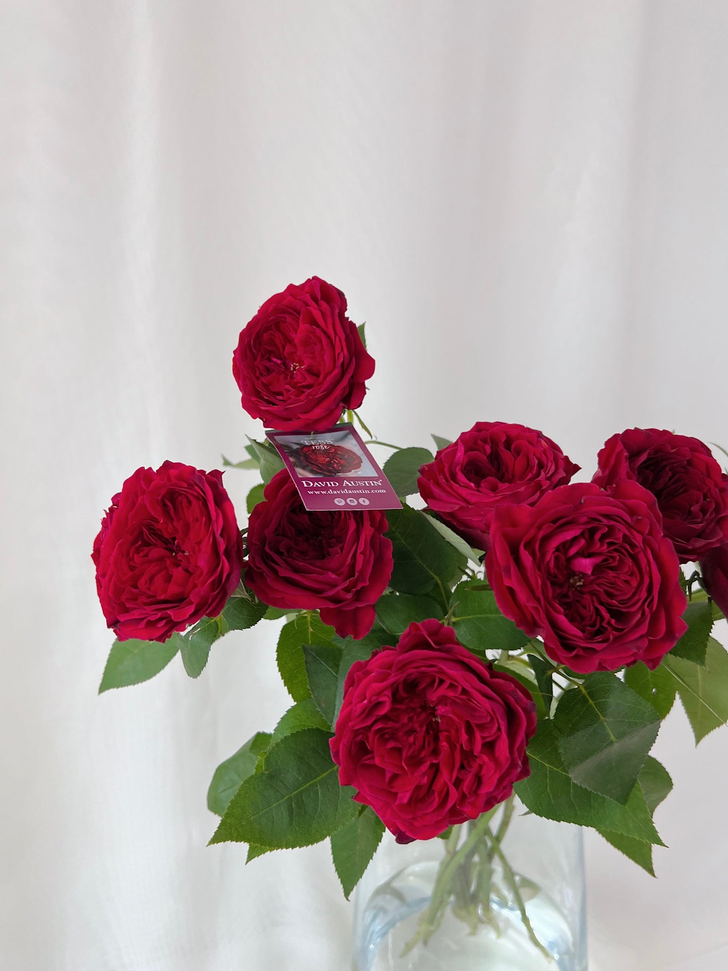 David Austin Red Roses, Bouquet