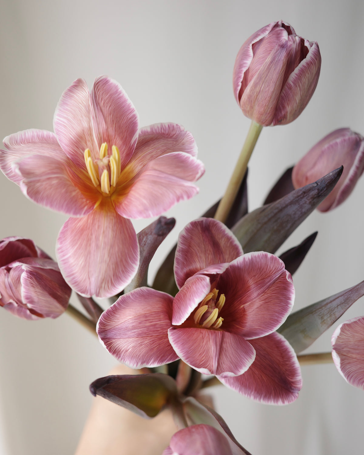 Brownie tulip bouquet with soft blush flowers and seasonal textures by Studio Inflorescence Singapore