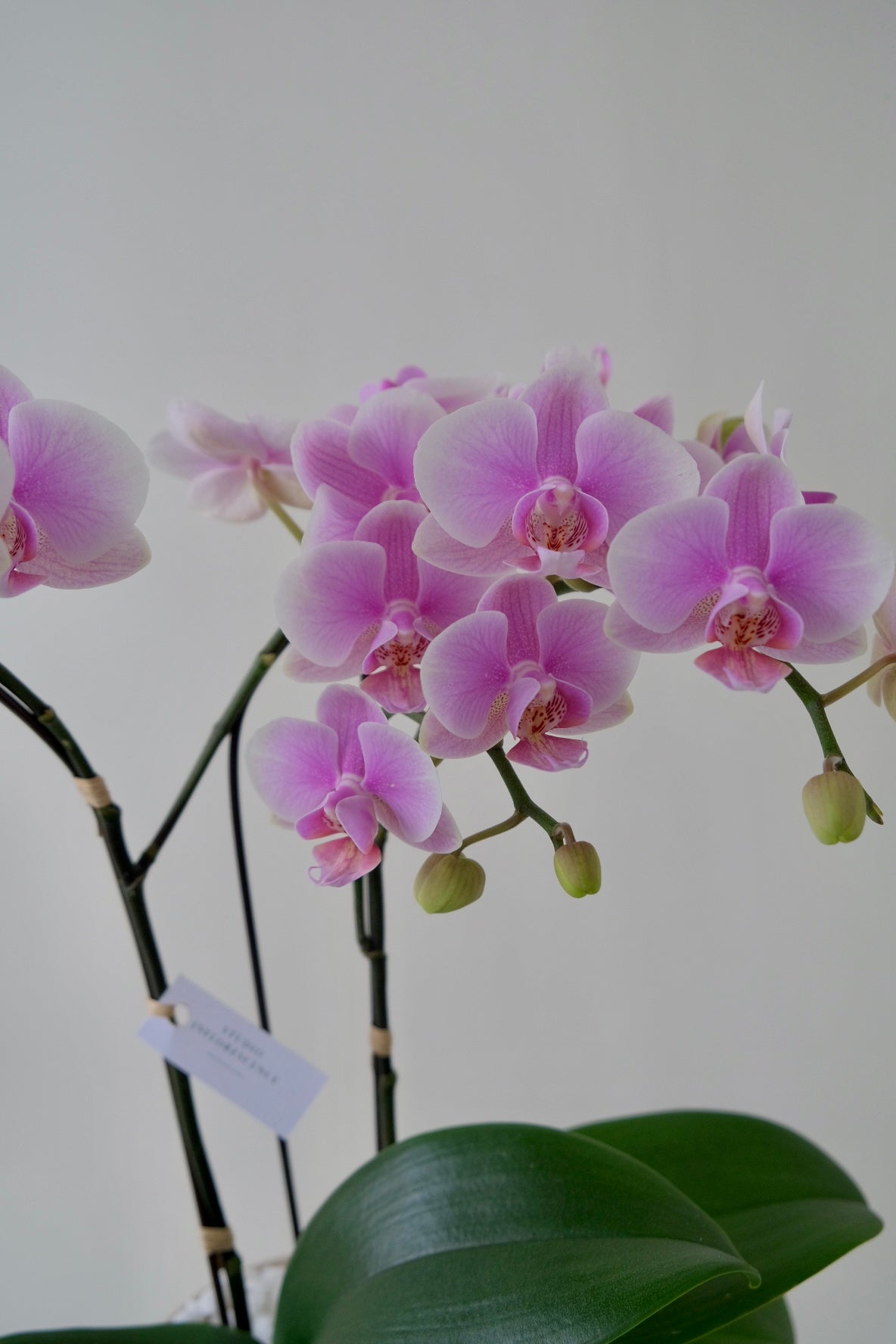 Botanic, Potted Orchid