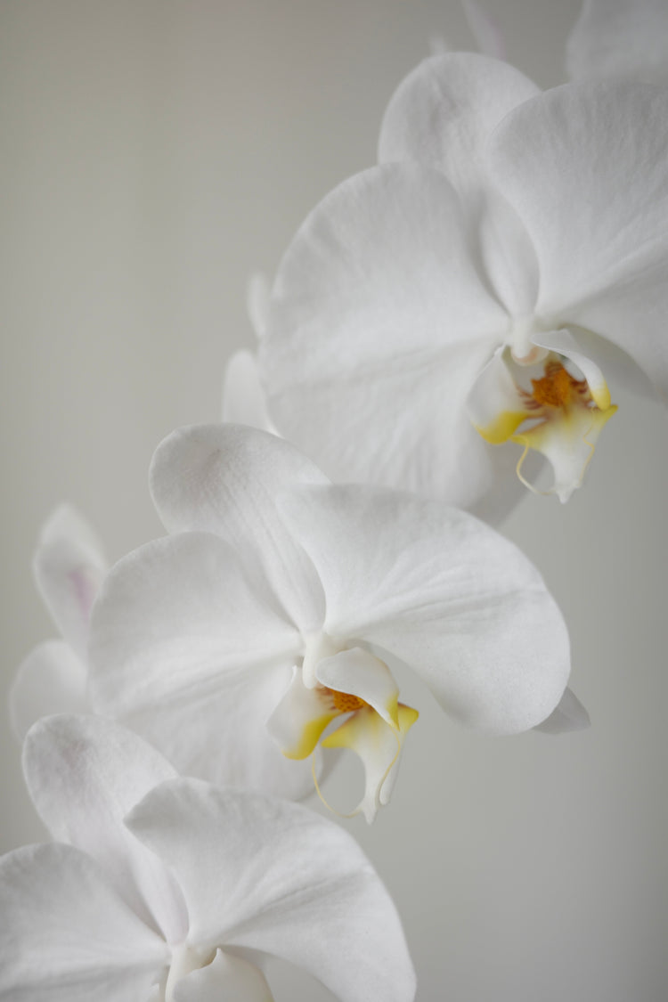 Potted Orchids