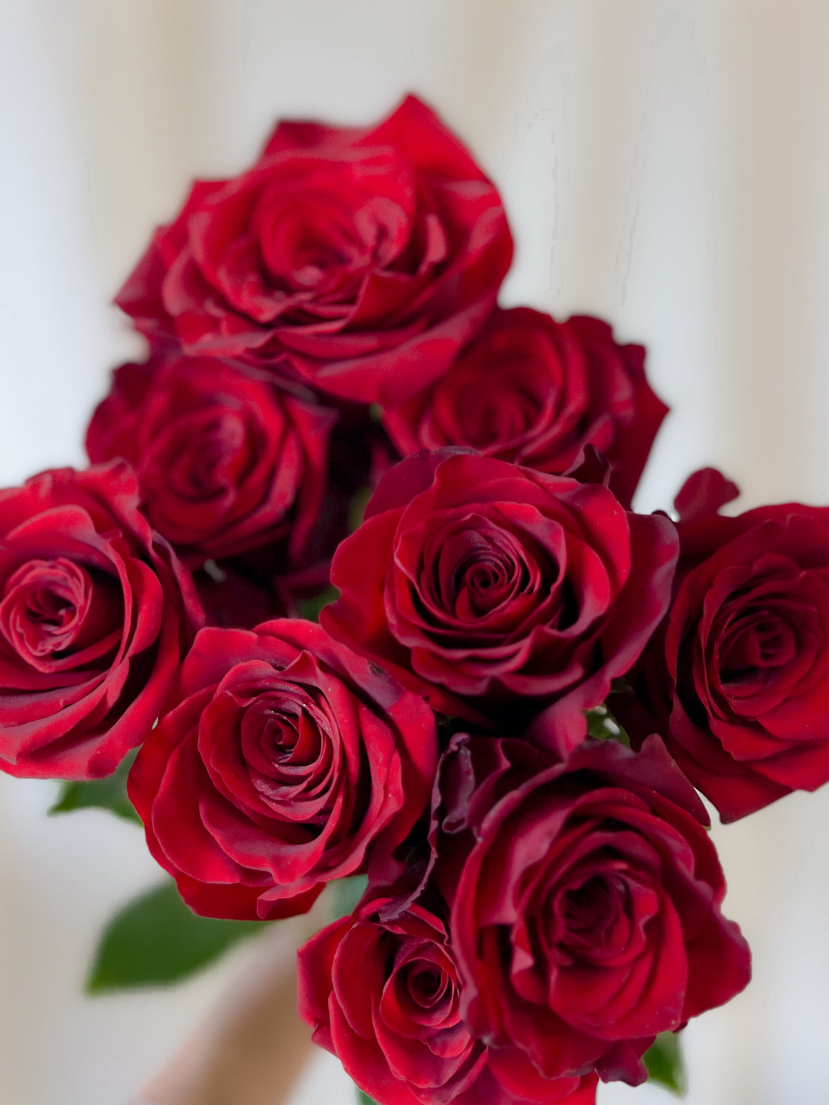 Single premium red rose elegantly wrapped by Studio Inflorescence Singapore
