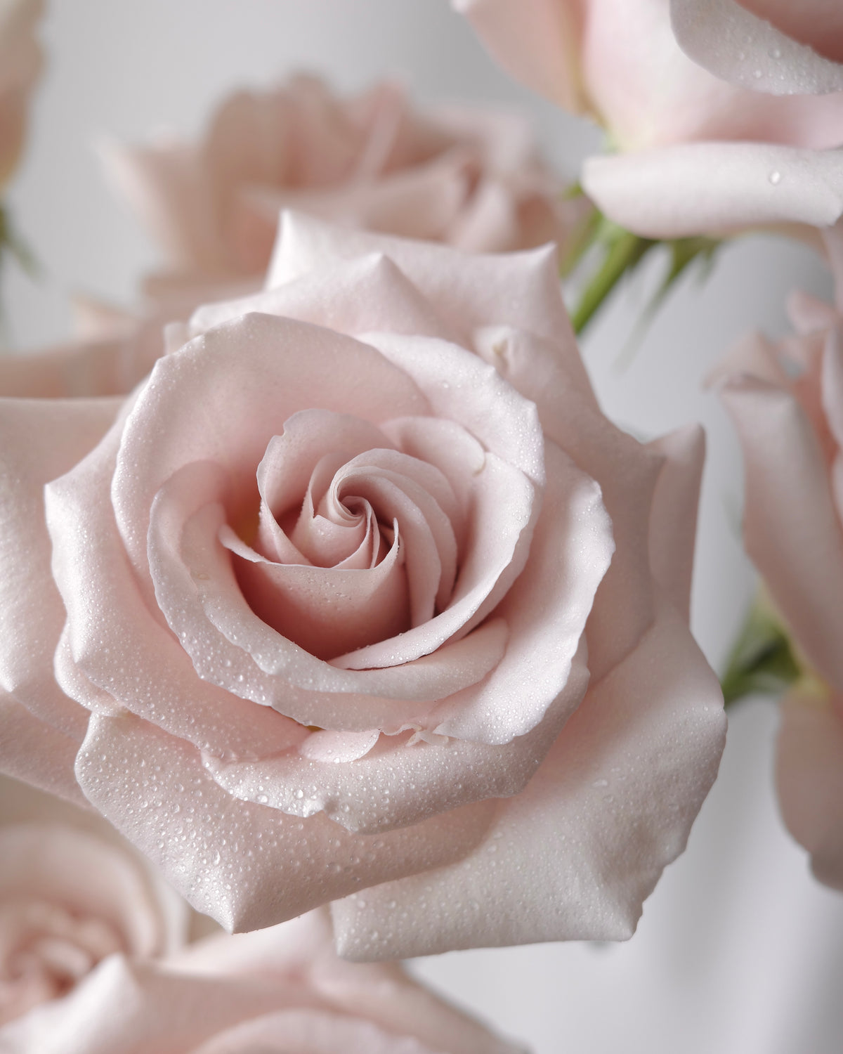 Romantic bouquet of nude pink roses and blue delphiniums by Studio Inflorescence Singapore