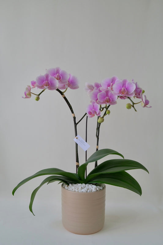 Botanic, Potted Orchids