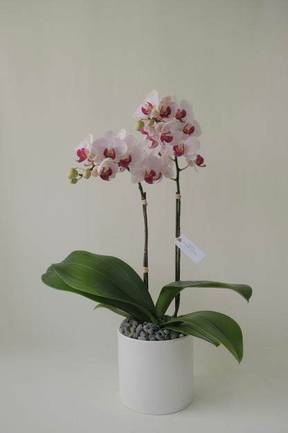 Miss Singapore, Potted Orchids