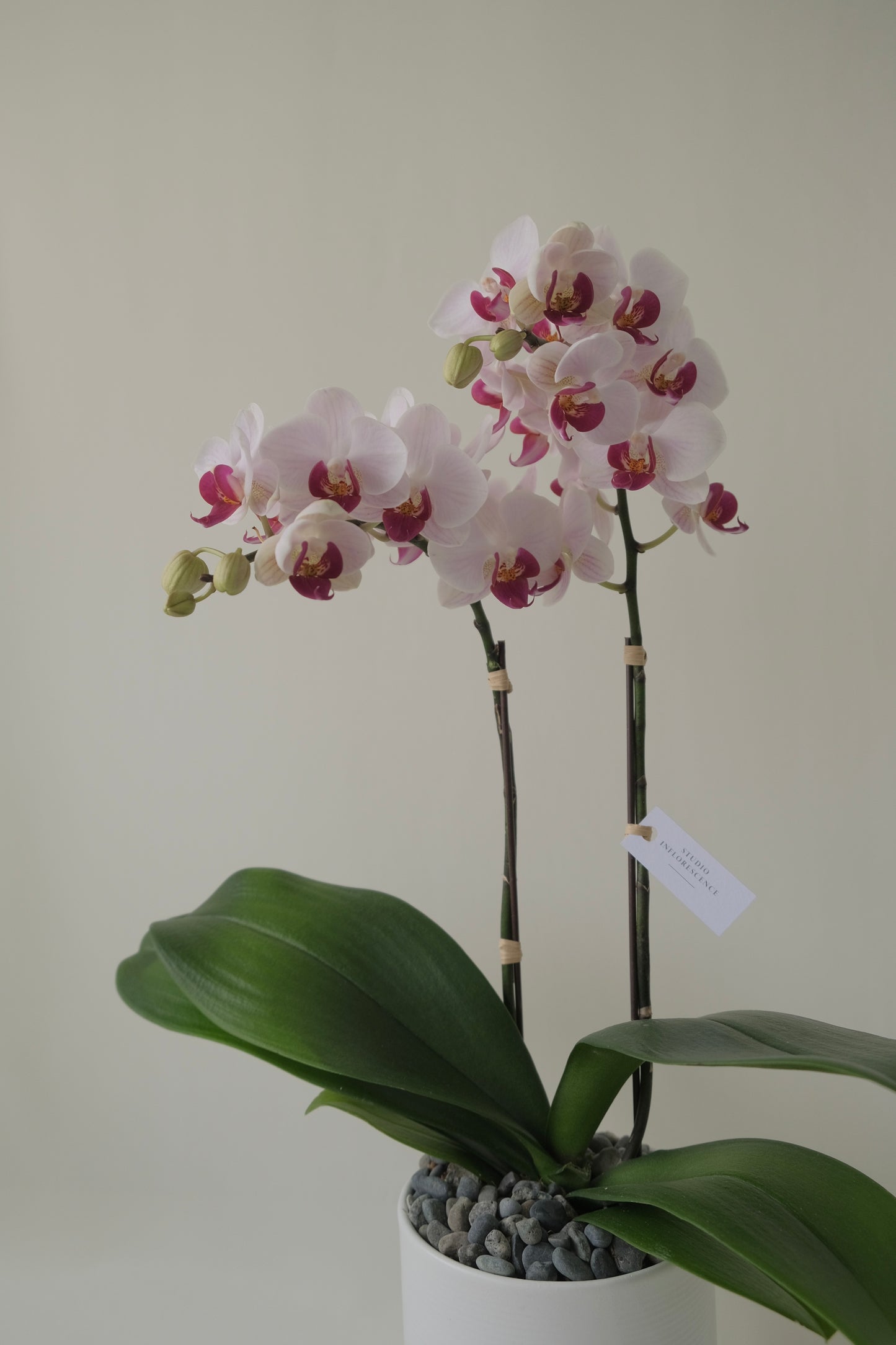 Miss Singapore, Potted Orchids