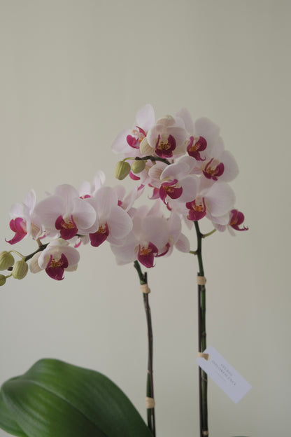 Miss Singapore, Potted Orchids